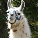 Llama Halter