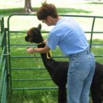 Handler Helper