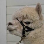 Alpaca Halter