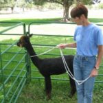 Halter Training Rope/Long Catch Rope