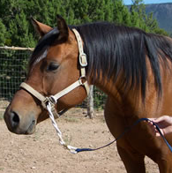 Zephyr Horse Lead