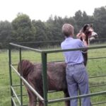 Llama Halter (Second Chance-buckles on animal's right side)