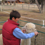 Alpaca Halter (Second Chance- buckles on animal's right side)