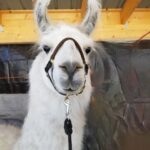 Extra Large Llama Halter