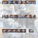 Set of Round Up and Halter Up POSTERS!
